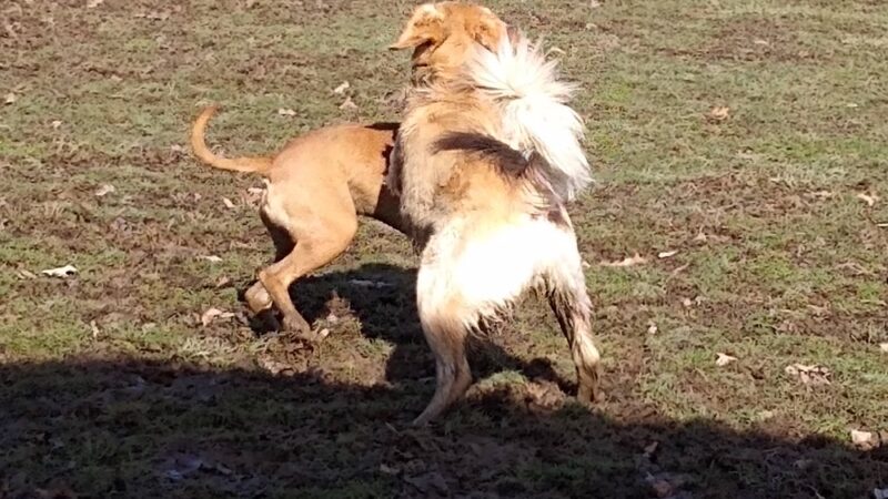 Austintown Bark Park - Austintown, OH