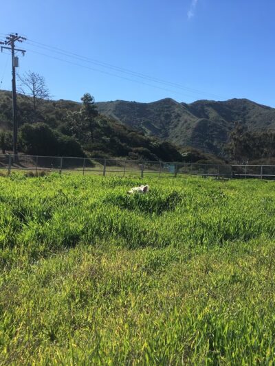Middle Ranch Dog Park - Avalon, CA