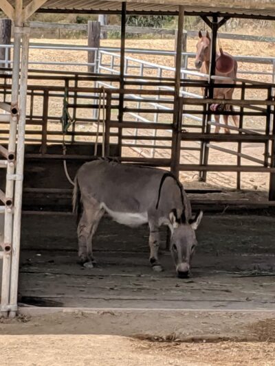 Middle Ranch Dog Park - Avalon, CA