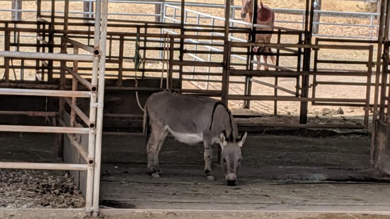 Middle Ranch Dog Park - Avalon, CA