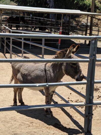 Middle Ranch Dog Park - Avalon, CA
