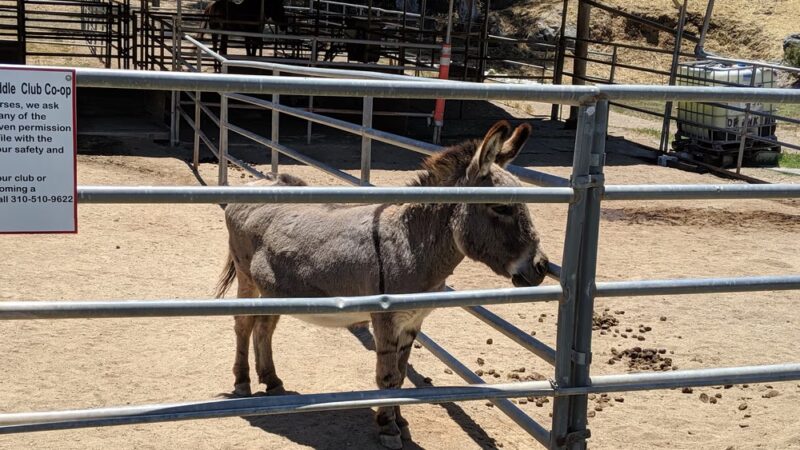 Middle Ranch Dog Park - Avalon, CA