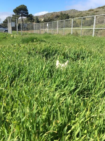 Middle Ranch Dog Park - Avalon, CA