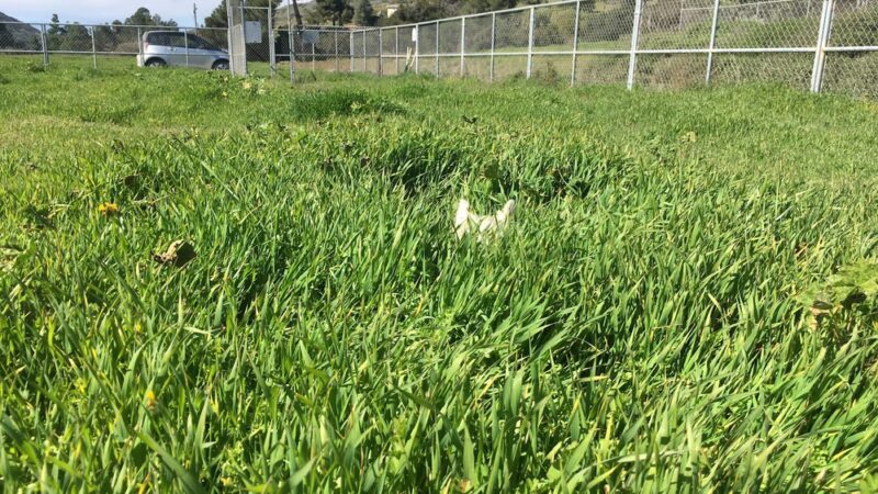 Middle Ranch Dog Park - Avalon, CA