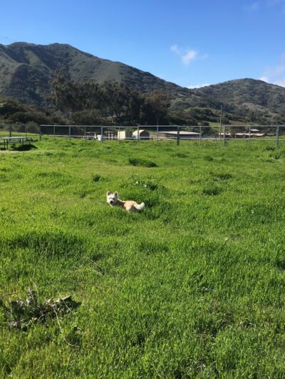 Middle Ranch Dog Park - Avalon, CA