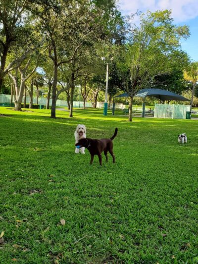 Waterways Dog Park - Aventura, FL