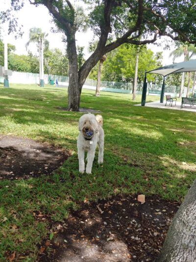Waterways Dog Park - Aventura, FL
