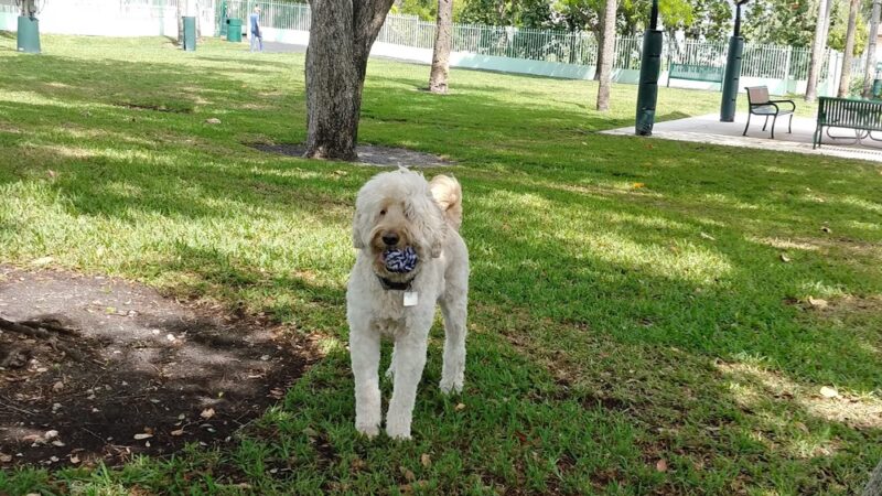 Waterways Dog Park - Aventura, FL