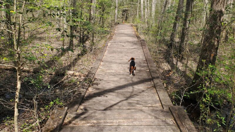 Zoar State Forest - Aylett, VA
