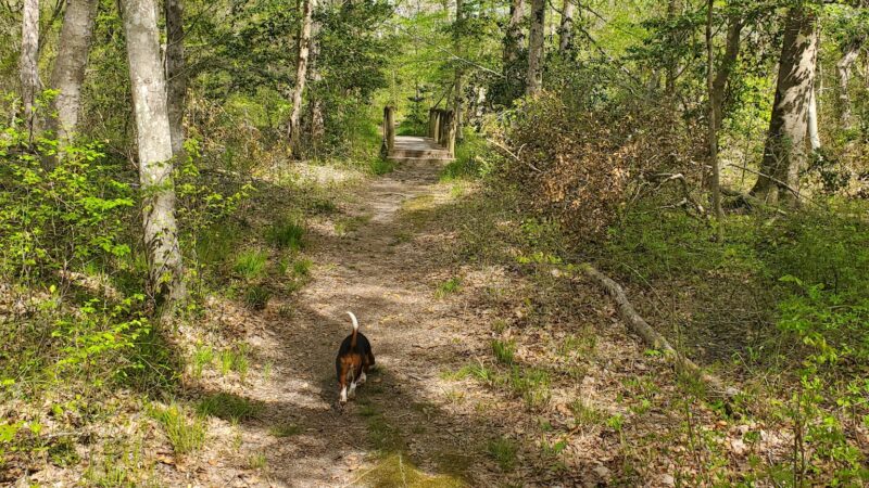 Zoar State Forest - Aylett, VA