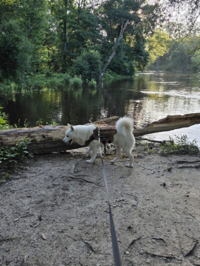 Zoar State Forest Canoe Ramp - Aylett, VA