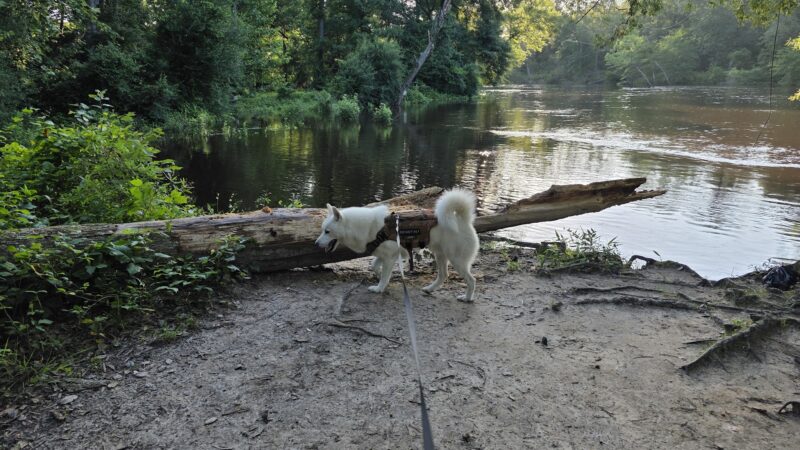 Zoar State Forest Canoe Ramp - Aylett, VA