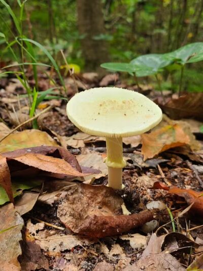 Zoar State Forest Canoe Ramp - Aylett, VA