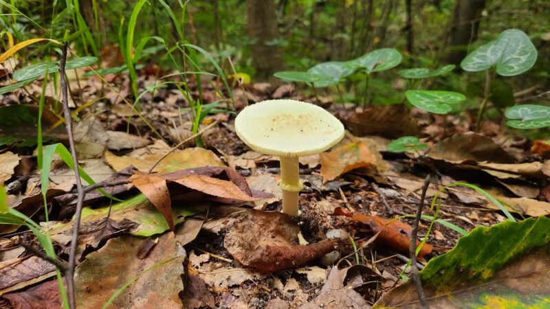 Zoar State Forest Canoe Ramp - Aylett, VA