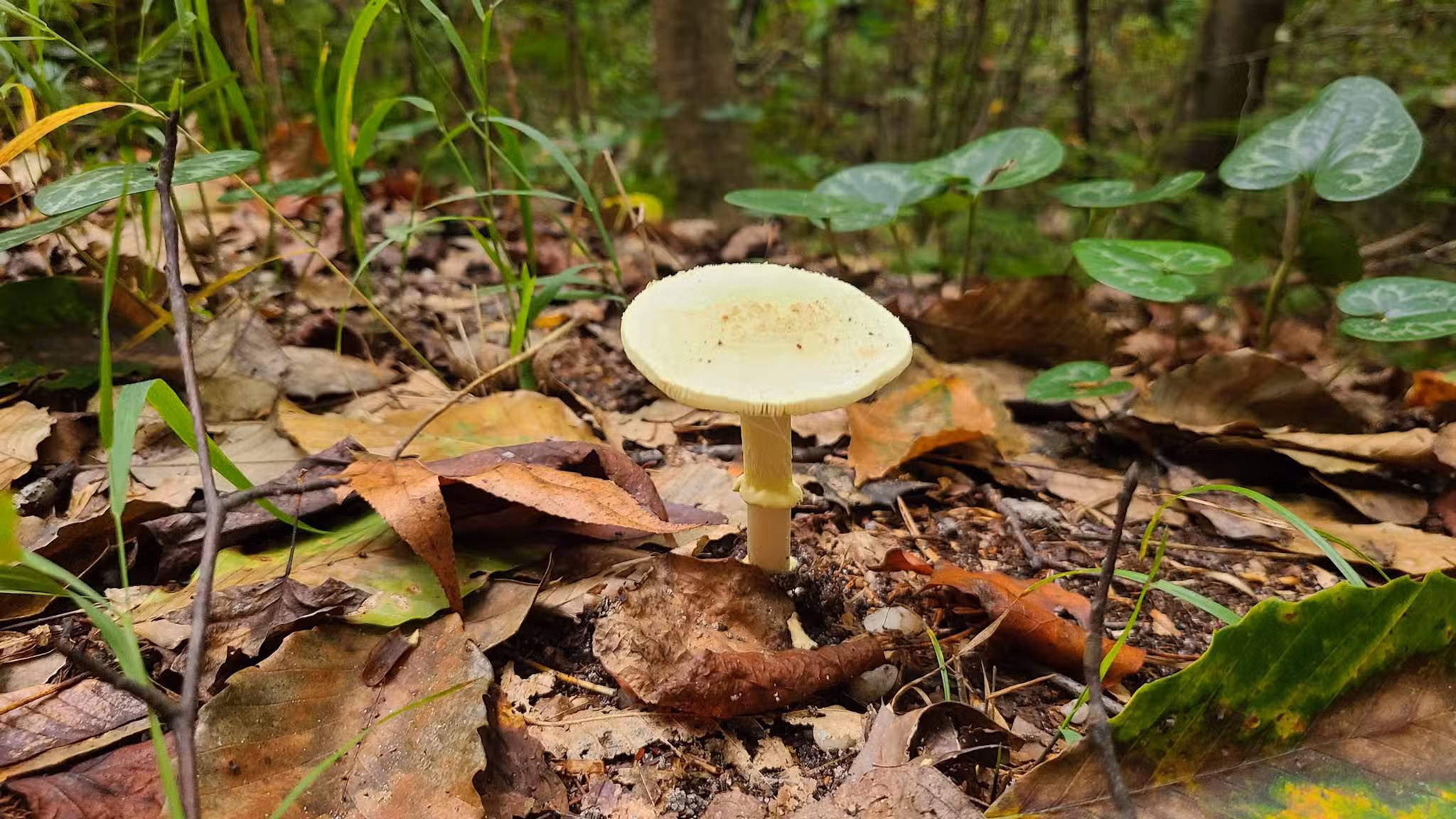Zoar State Forest Canoe Ramp - Aylett, VA
