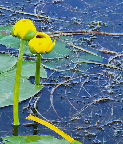 Bagley Park - Bagley, MN