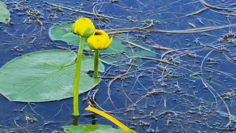 Bagley Park - Bagley, MN