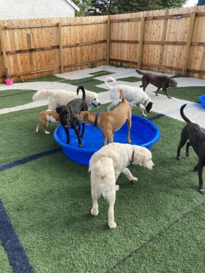 CNY Canine Academy / Dogz Gone Wild - Baldwinsville, NY
