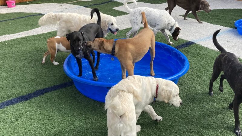 CNY Canine Academy / Dogz Gone Wild - Baldwinsville, NY