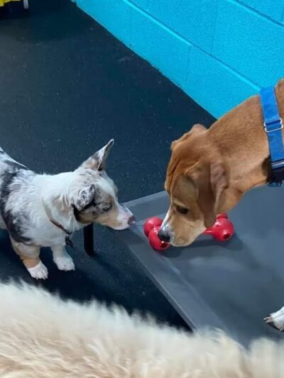 CNY Canine Academy / Dogz Gone Wild - Baldwinsville, NY