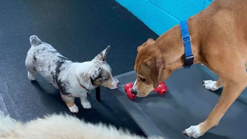 CNY Canine Academy / Dogz Gone Wild - Baldwinsville, NY