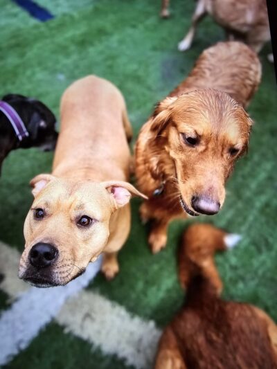 CNY Canine Academy / Dogz Gone Wild - Baldwinsville, NY