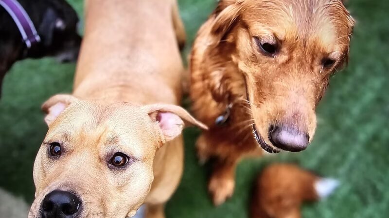 CNY Canine Academy / Dogz Gone Wild - Baldwinsville, NY