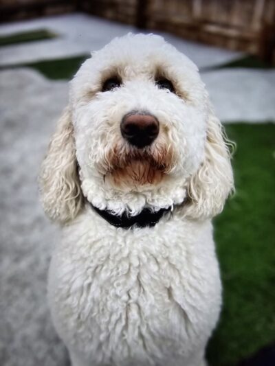 CNY Canine Academy / Dogz Gone Wild - Baldwinsville, NY