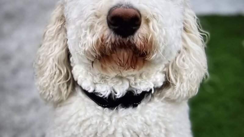 CNY Canine Academy / Dogz Gone Wild - Baldwinsville, NY