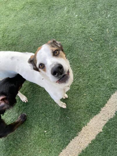 CNY Canine Academy / Dogz Gone Wild - Baldwinsville, NY