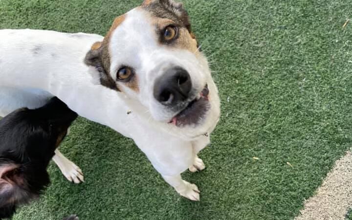 CNY Canine Academy / Dogz Gone Wild - Baldwinsville, NY