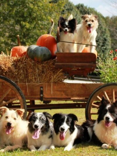 Atlanta Dogworks - Ball Ground, GA