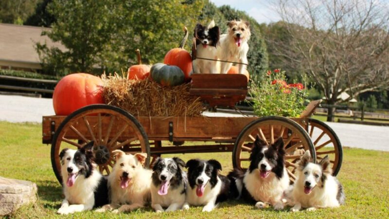 Atlanta Dogworks - Ball Ground, GA