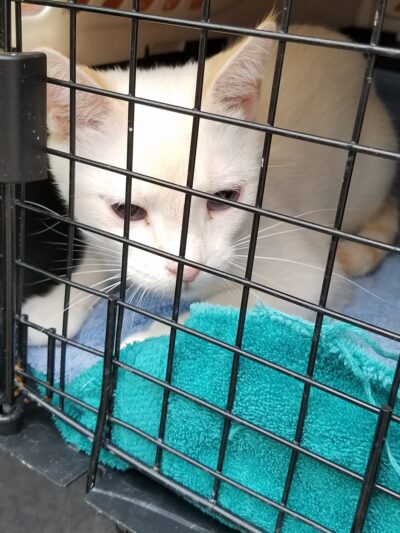 Georgia Animal Project - Ball Ground, GA