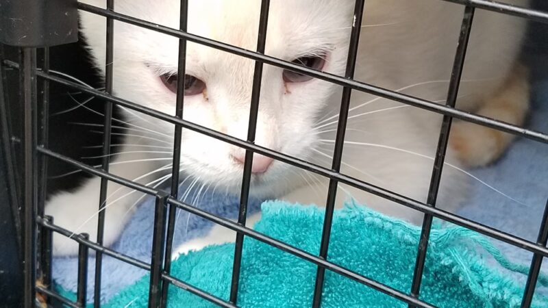 Georgia Animal Project - Ball Ground, GA