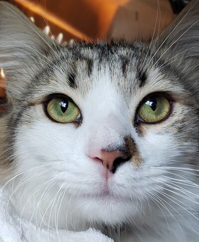 Georgia Animal Project - Ball Ground, GA