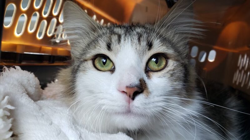 Georgia Animal Project - Ball Ground, GA