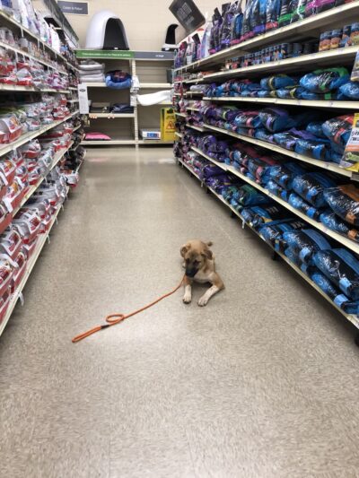 Paws At Play Dog Boarding and Training - Ball Ground, GA