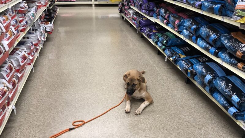 Paws At Play Dog Boarding and Training - Ball Ground, GA