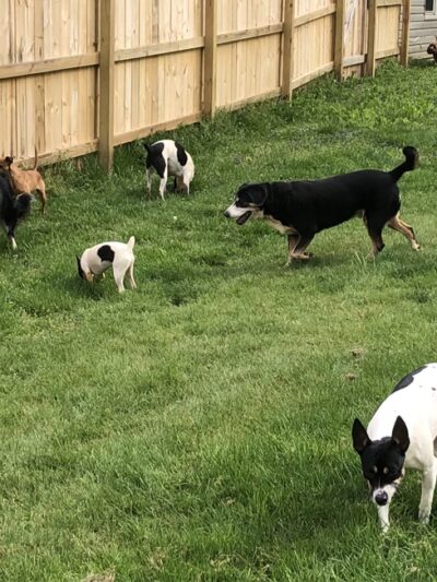 Paws At Play Dog Boarding and Training - Ball Ground, GA