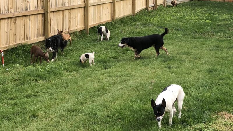 Paws At Play Dog Boarding and Training - Ball Ground, GA