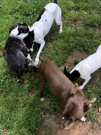 Paws At Play Dog Boarding and Training - Ball Ground, GA