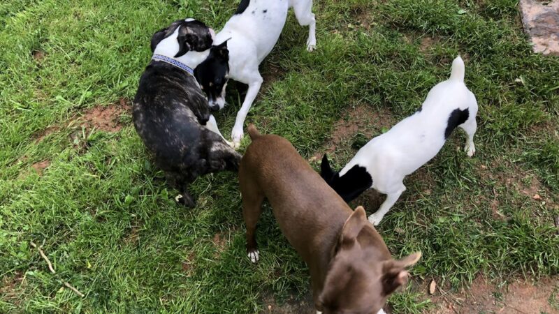 Paws At Play Dog Boarding and Training - Ball Ground, GA