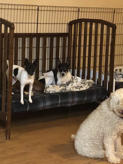 Paws At Play Dog Boarding and Training - Ball Ground, GA