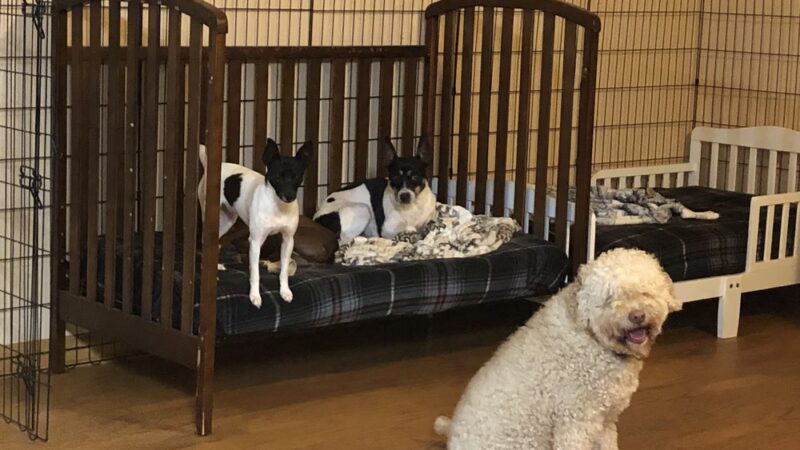 Paws At Play Dog Boarding and Training - Ball Ground, GA