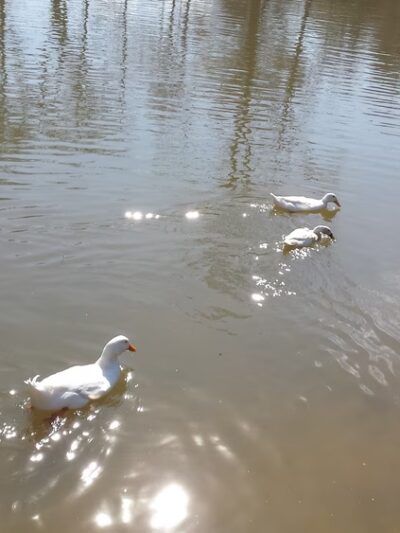 Picnic Pavilion - Ball Ground, GA