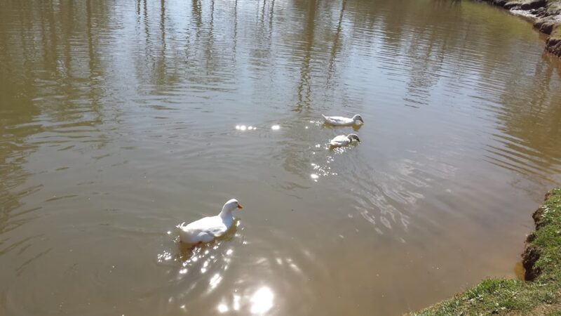 Picnic Pavilion - Ball Ground, GA