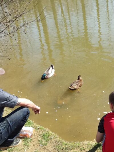 Picnic Pavilion - Ball Ground, GA