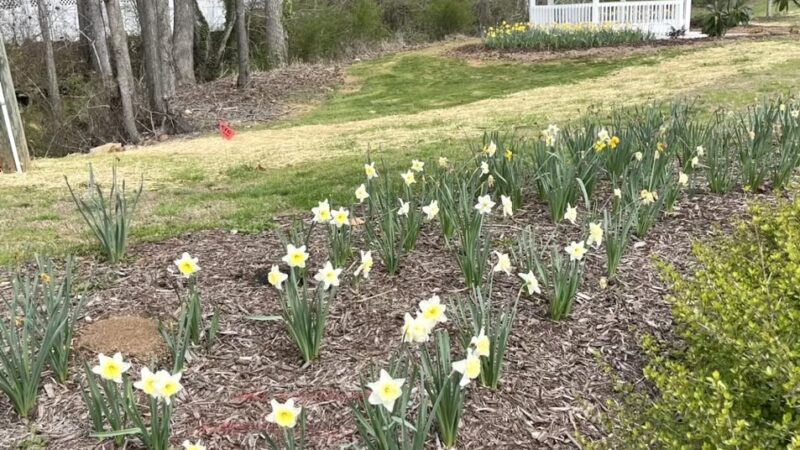 Valley Street Linear Park - Ball Ground, GA