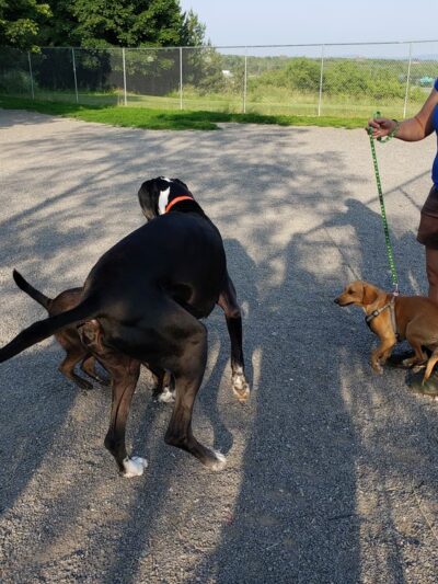 Essex Woods - Bangor, ME